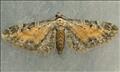 1838 (70.187) Tawny Speckled Pug